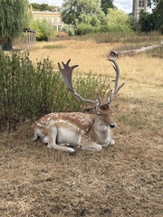 European Fallow Deer