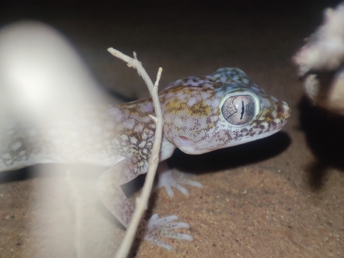 Middle Eastern Short-fingered Gecko
