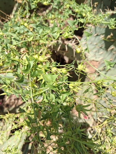 Snapdragon Vine