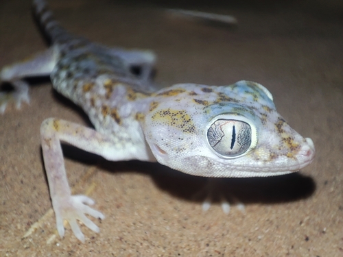 Middle Eastern Short-fingered Gecko