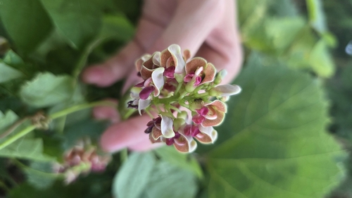 American groundnut