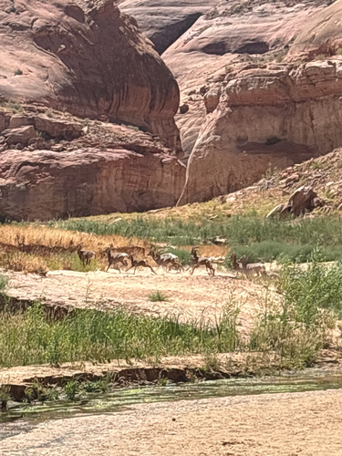 Desert Bighorn Sheep
