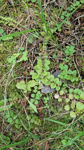 creeping Jenny