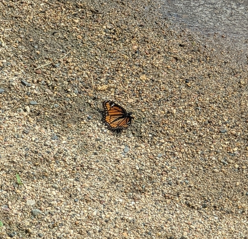 Viceroy