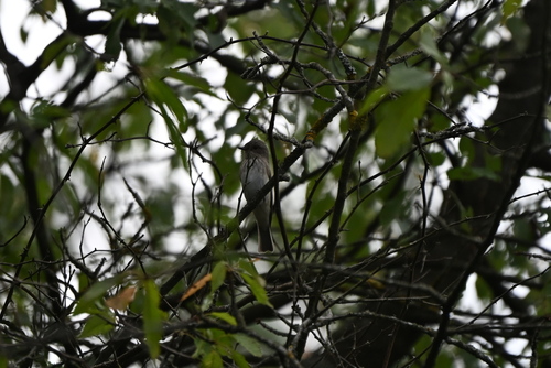 Spotted Flycatcher