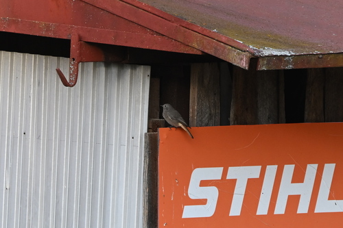 Black Redstart