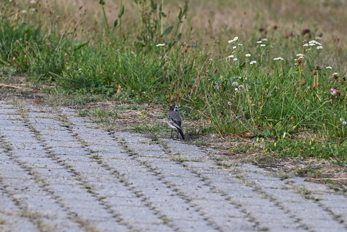 White Wagtail