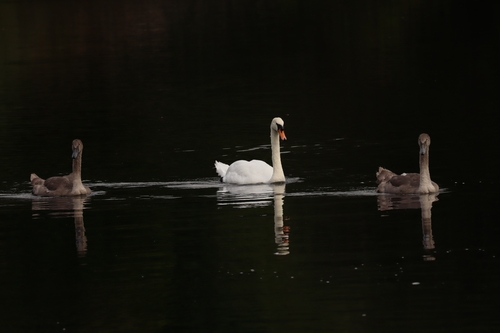 Mute Swan