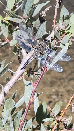 iNaturalist observation photo of Four-spotted Skimmer
