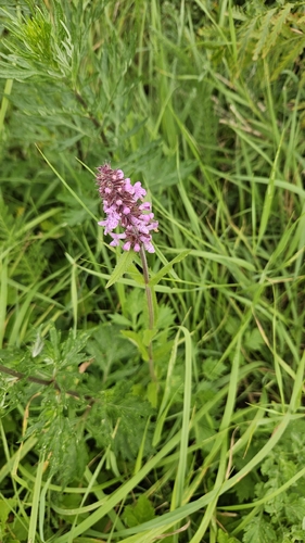 Marsh Woundwort