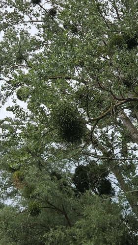 European mistletoe