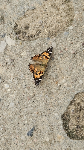 Painted Lady