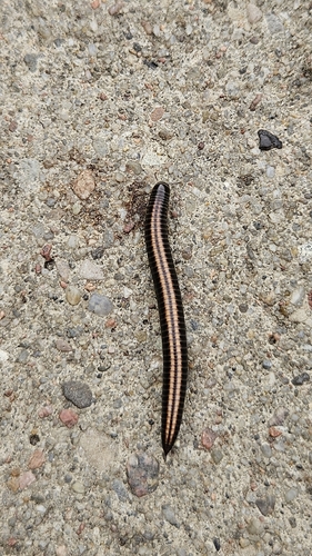 Striped Millipede