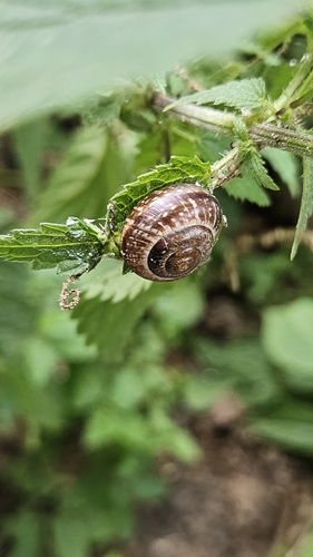 Copse Snail