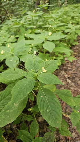 small balsam