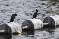 Great Cormorant