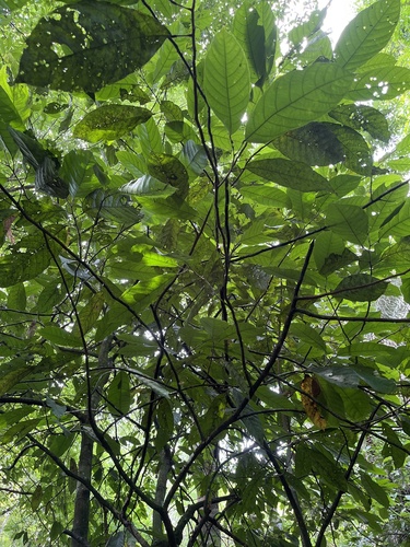 cacao tree