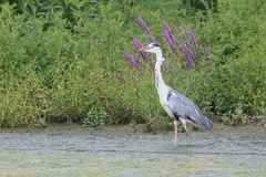 Grey Heron