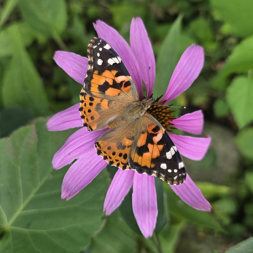 Painted Lady