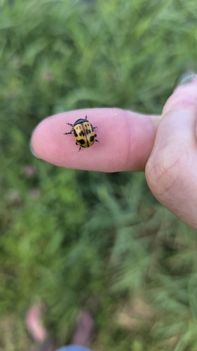 Swamp Milkweed Leaf Beetle