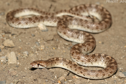 Western Glossy Snake