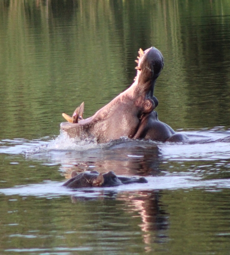 Common Hippopotamus