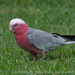 Eastern Galah - Photo (c) Adam Welz, all rights reserved, uploaded by Adam Welz