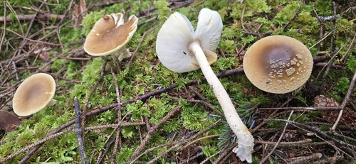 Western Yellow-veiled Amanita
