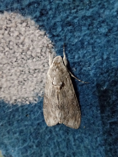 Convolvulus Hawkmoth