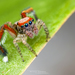 Saitis Banner-legged Jumping Spiders - Photo (c) Matthieu Berroneau, all rights reserved