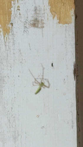 Magnolia Green Jumping Spider