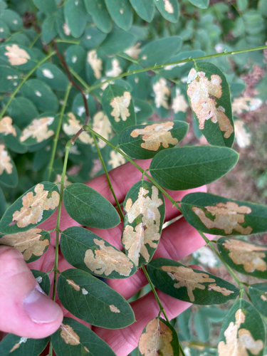 Locust Digitate Leafminer Moth