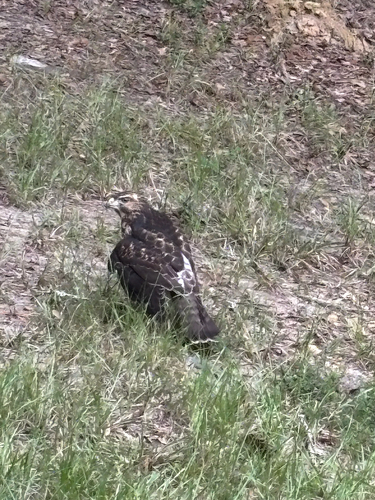 Broad-winged Hawk