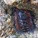 海膽石鱉 - Photo 由 yalan 所上傳的 (c) yalan，保留所有權利