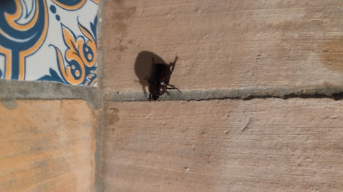 Phyllognathus excavatus