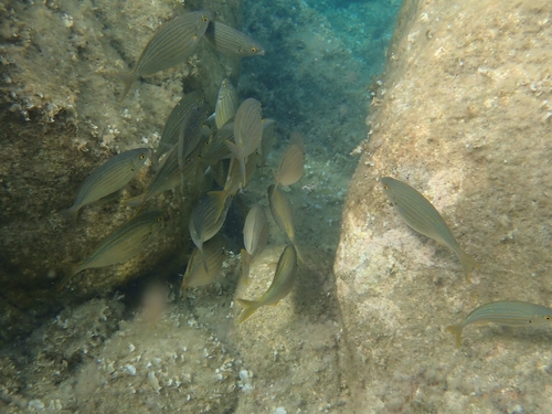 Salema Porgy