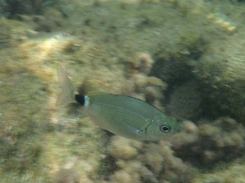 Saddled Seabream