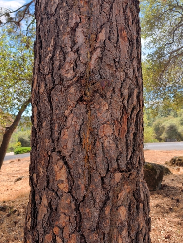 Western Ponderosa Pine