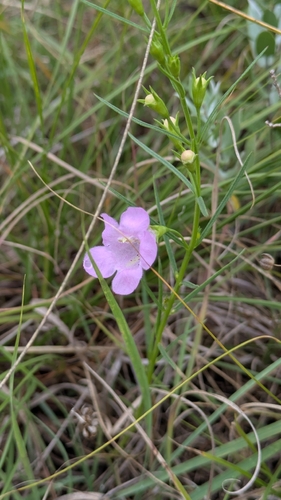 rough purple false foxglove