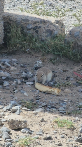 Spotted Ground Squirrel observed by braulio32
