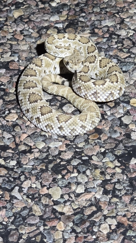 Northern Mojave Rattlesnake