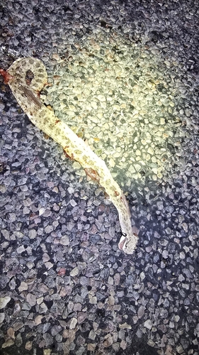 Sonoran Desert Sidewinder