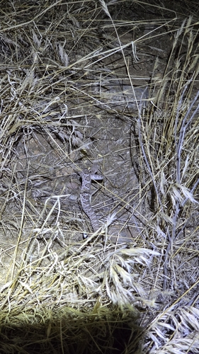 Western Diamond-backed Rattlesnake
