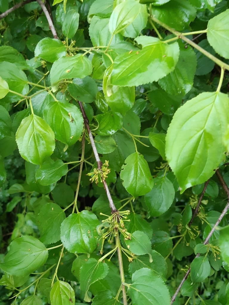 common buckthorn from 10045 Piossasco TO, Italia on May 10, 2020 at 08: ...