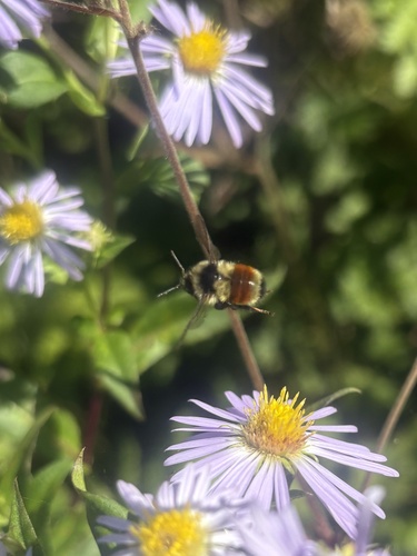 Tricolored Bumble Bee