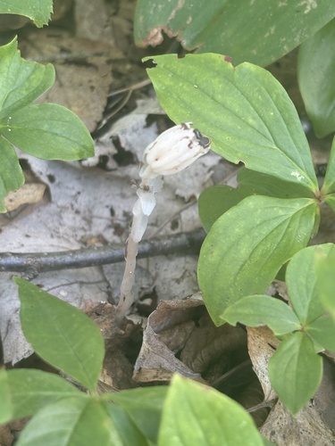 Ghost Pipe