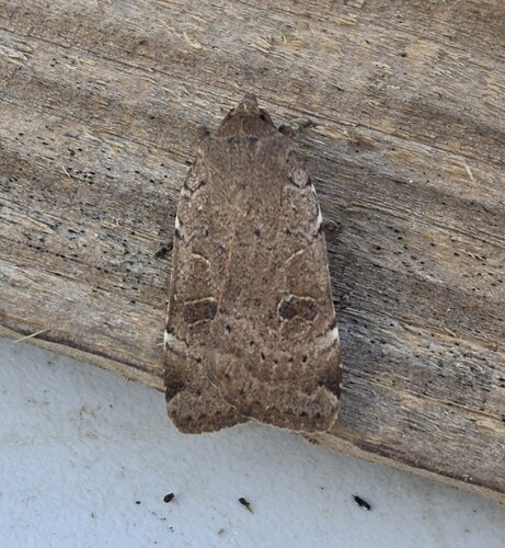 Noctua interposita