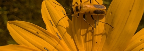 Goldenrod Soldier Beetle