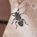 Black-clouded Longhorn Beetle - Photo (c) queil, all rights reserved, uploaded by queil