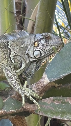 Green Iguana